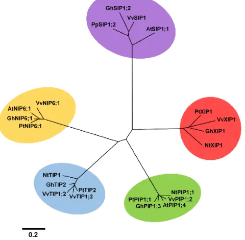Figure 2 – Phylogenetic analysis of several Plant MIPs. Sequences from PIPs, NIPS, SIPs, TIPs and XIPs  from  Vitis vinifera  (Vv) , Arabidopsis thaliana  (At) , Gossypium hirsutum  (Gh) , Populus trichocarpa  (Pt)  and  Nicotiana tabacum  (Nt) (NCBI and U