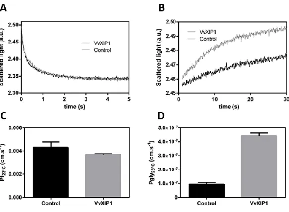 Figure  8  –  Stopped  flow  experiment  for  evaluation  of  the  water  and  glycerol  permeability  in  yeast  membrane  vesicles