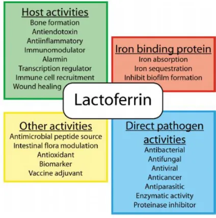 Figure I.2: Multiple activities described for Lf (Vogel, 2012). 