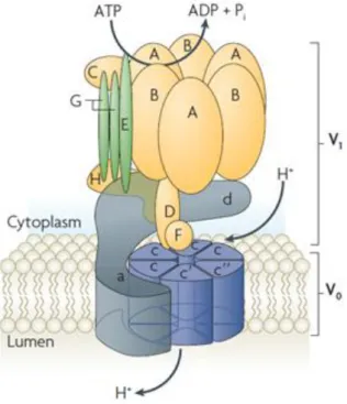 Figure I.4: Structure of V-ATPase (adapted from Casey et al., 2010). 