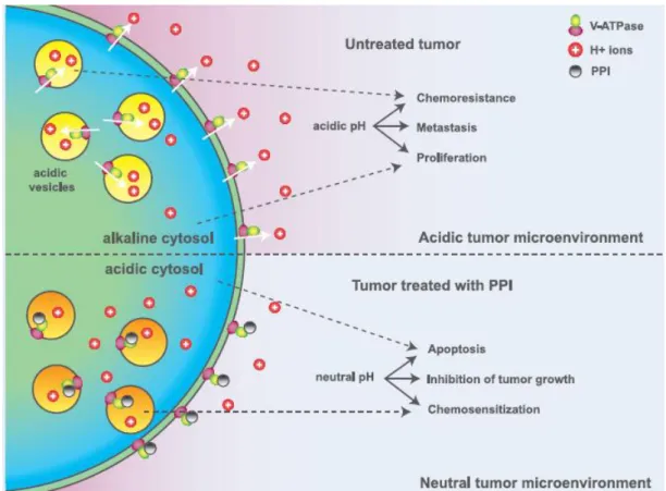 Figure I.5: Effects of V-ATPase inhibition with PPIs on tumor microenvironment (adapted from Fais et  al., 2007)