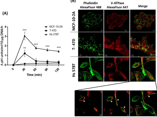 Figure II.3: Analysis of the extracellular acidification capacity and cellular distribution of V-ATPase on  breast  cells