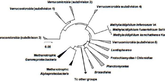 Figure 1  - Phylogenetic tree showing the position of the verrucomicrobial aerobic  methanotrophs (strains V4, SolV and  Kam1) relative to the proteobacterial aerobic methanotrophs (modified from Op den Camp et al