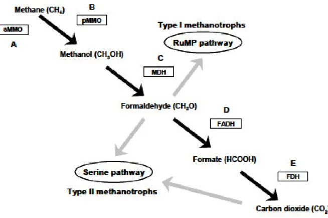 Figure  3  -  Established  pathways  for  the  oxidation  of  methane  (black  arrows)  and  assimilation  of  formaldehyde  (grey  arrows) in type I and type II proteobacterial aerobic methanotrophs (modified from Hanson &amp; Hanson, 1996)