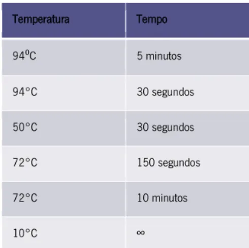 Tabela III - Tabela com as quantidades de reagentes (A), condições de PCR (B).Desnaturação inicial foi realizada a 95°C ; 31 ciclos de 30 seg a  95°C para a desnaturação, 30 seg a 50°C para o emparelhamento dos primers e 150 seg a 72°C para o enlongamento;