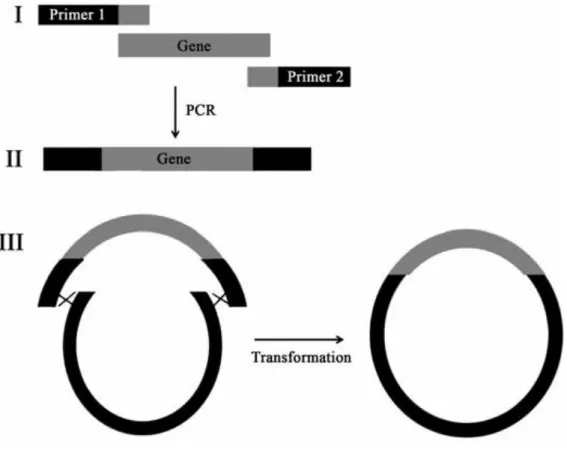 Figura  4  -  Representação  esquemática  do  processo  de  gap  repair. Em I temos: o gene a ser  clonado (CatD) é amplificado  utilizando primers  (primer I corresponde a CatD_Gv_Foward e o  primer 2 ao CatD_Gv_Reverse) contendo bases homólogas  para o v