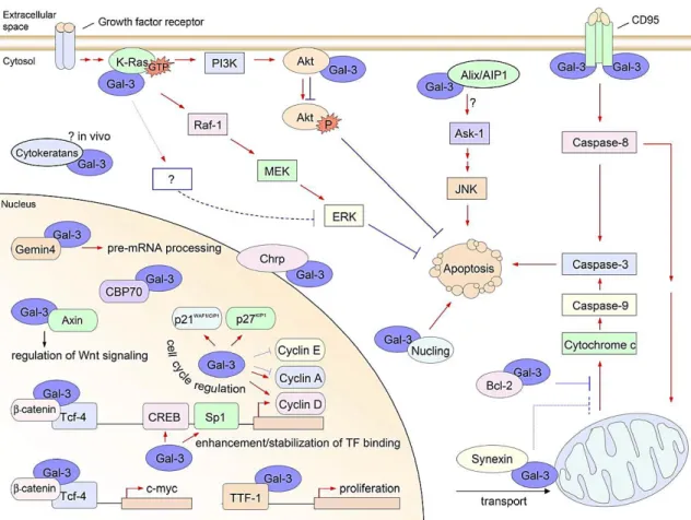 Fig. 1.6. Intracellular ligands and functions of Gal-3. Gal-3 plays important roles in cell biology, such as in: 