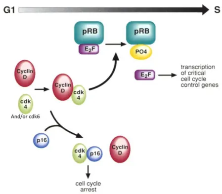 Fig.  1.8.  Cell  cycle  regulation  by  p16.  Cyclin  D1  regulate  the  function  of  CDK4  and/or  CDK6,  which  phosphorylates pRB