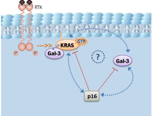 Fig.  1.9. Rationale of the project. Gal-3 and KRAS seem to have a mutual and dual relationship and are known  to  interact  in  KRAS  membrane  nanoclusters  formation  (blue  arrows)