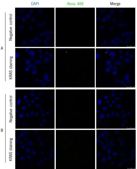 Fig. 3.2. Confocal fluorescence microscopy analysis of KRAS localization shows no positive staining