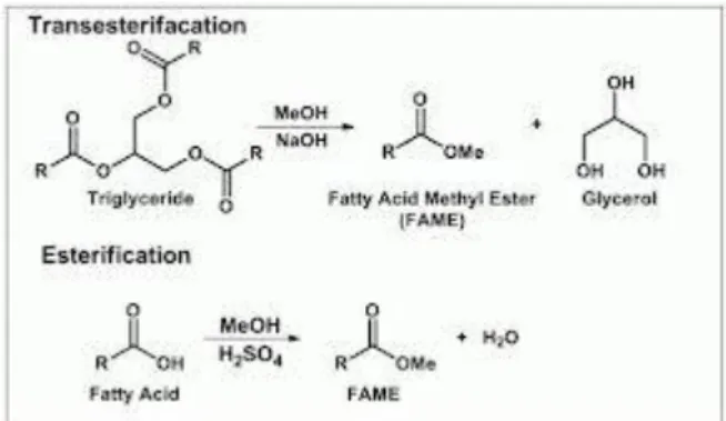 Figura 5 – Conversão de ácidos gordos em esteres metílicos de ácidos gordos (FAMEs). 