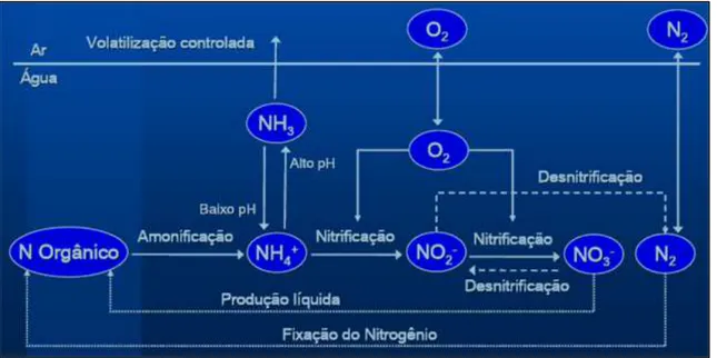 Figura 12 – Ciclo do nitrogénio em águas naturais  [36]