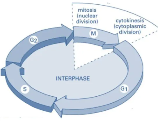 Figure 3 – Cell cycle phases. 