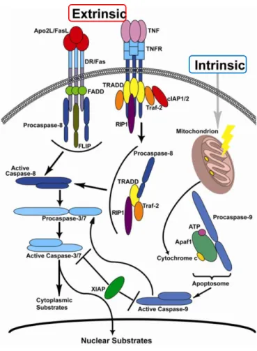 Figure 4 - Apoptotic pathways [Adapted from (Wang et al. 2012)] 