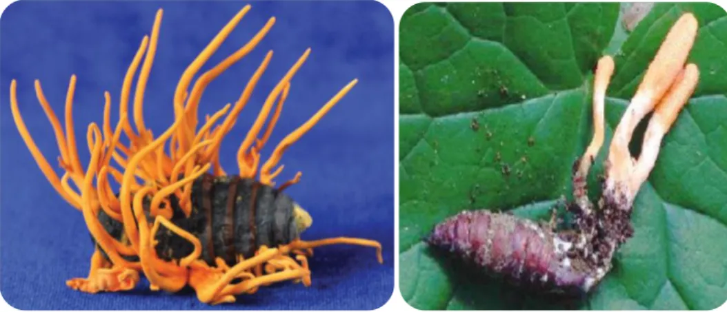Figure 5 - Cordyceps militaris . 