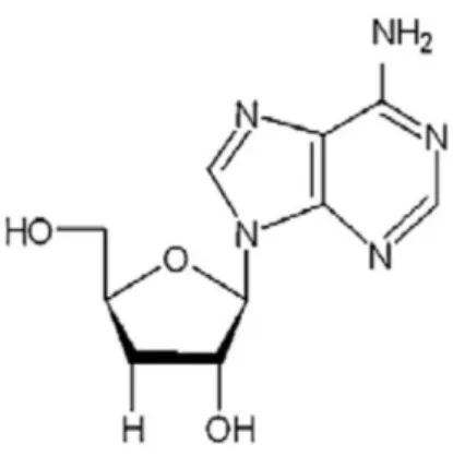 Figure 6 - The chemical structure of cordycepin produced by C. militaris. 