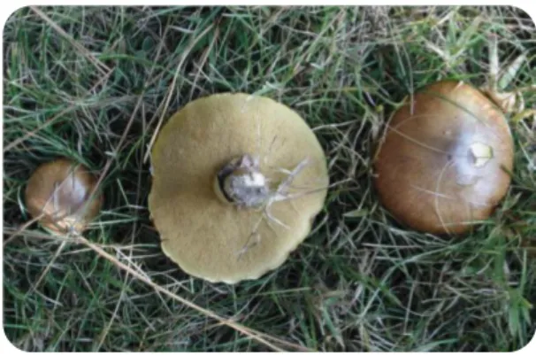 Figure 7 - Suillus luteus Adapted from (Ostry et al. 2011). 