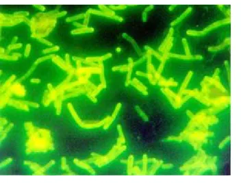 FIGURA 1 - Clostridium Chauvoei detectado em imunofluorescência 