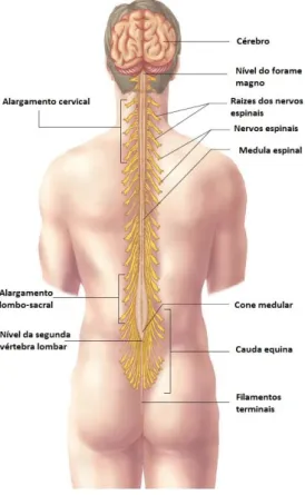 Figura 2.4 - Estrutura geral da medula espinal e raízes dos nervos espinais (adaptado de Seeley et al