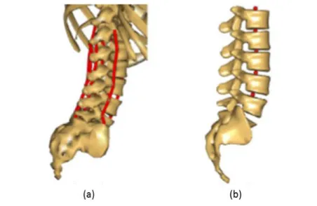 Figure 1.20 - Lumbar MBS model developed by Han  et al . with emphasis to (a) muscle segments, and (b) ligaments (Adapted  from [62]).