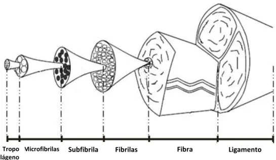 Figura 4.3- Diagrama esquemático da hierarquia estrutural dos ligamentos (Adaptado (106))  LigamentoFibraFibrilasSubfibrilasMicrofibrilasTropo colágeno