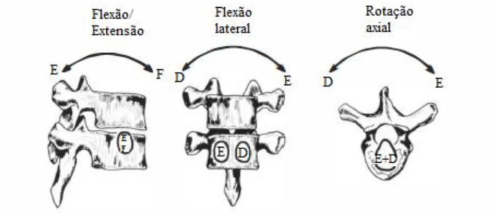 Figur a 2-12 Movimentos da coluna vertebral {adaptado de White and Panjabi (1990)}. 