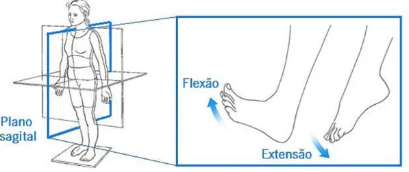 Figura 2.13 - Ilustração dos movimentos de flexão e extensão num plano paralelo ao plano sagital representado