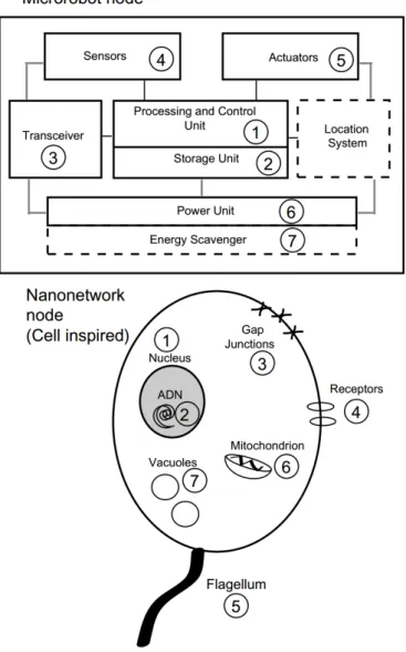 Figure 2.2: Architecture comparison between nanomachine of a nano-robot, and nanomachines found in cells [5].