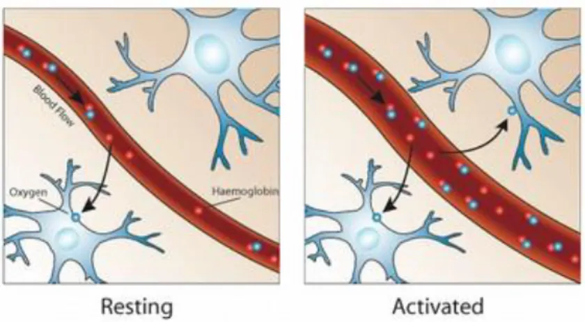 Figure 2 - Representation of the organism’s response to an activated brain region. As one can  see in the second picture, when an area is activated, the blood vessel is dilated, increasing the 