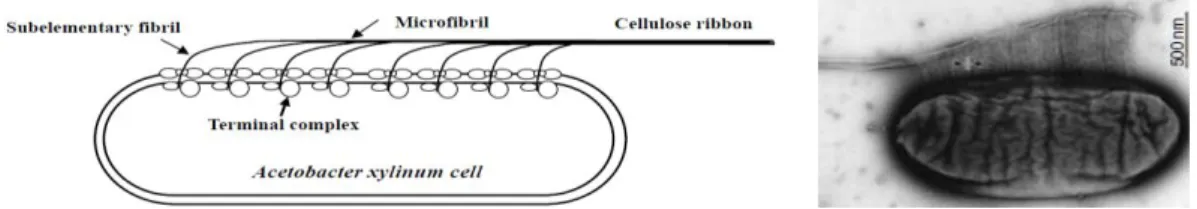Figure 4. Mechanism and SEM micrograph of cellulose ribon formation by  G. Xylinus  [49][54].