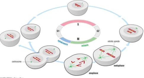 Figure  1.1  –  Cell  cycle  scheme.  One  cell  undergoes  duplication  of  cell  contents  and  its  equal  distribution  into  two  daughter cells (taken from [2])