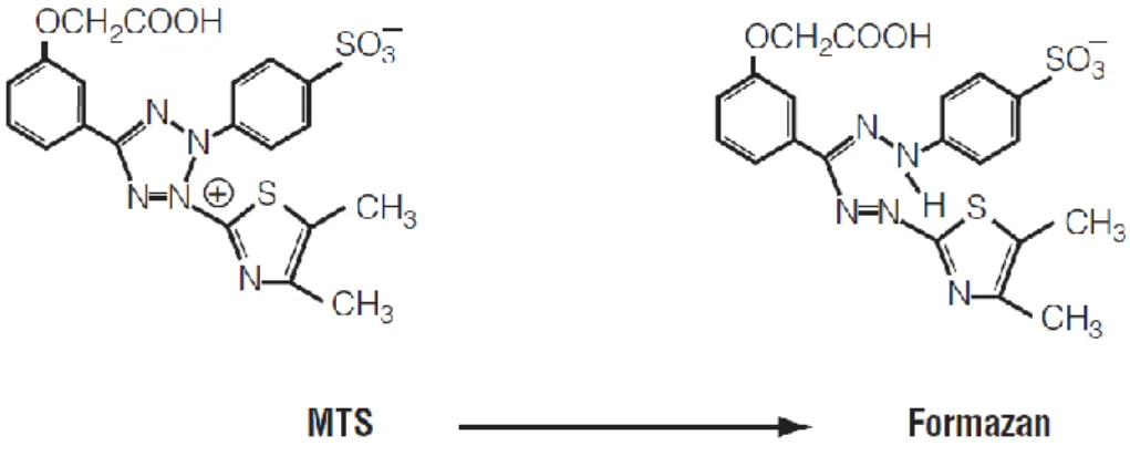 Figure 1.8 – MTS tetrazolium reduction into Formazan after being bioreduced through NADPH or NADH produced by  dehydrogenase enzymes at a mitochondrial level (taken from [75])