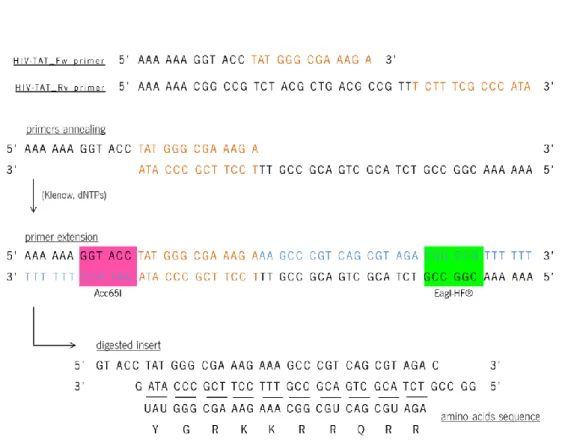 Figure 2.3 – Scheme of HIV-Tat CPP encoding fragment synthesis starting with forward (Fw) and reverse (Rv) primers  annealing