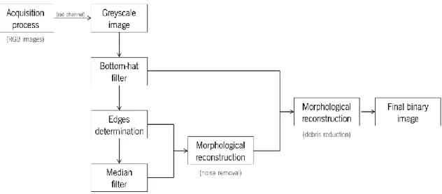 Figure 2.9 – T-25 flask scheme where 1 photograph per green ( ) square were taken. A total of 78 photographs were  acquired and the red area ( ) was not considered when taking the photographs