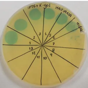 Figure 3.3 – M13KE phage PFUs plate with 13 drops of successive dilutions of the phage solution