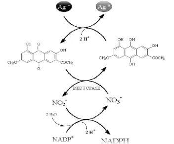 Figure 1 – Hypothetical diagram of the synthesis of silver nanoparticles by the electron shuttle enzymatic metal  reduction process, through the NR dependent of NADPH