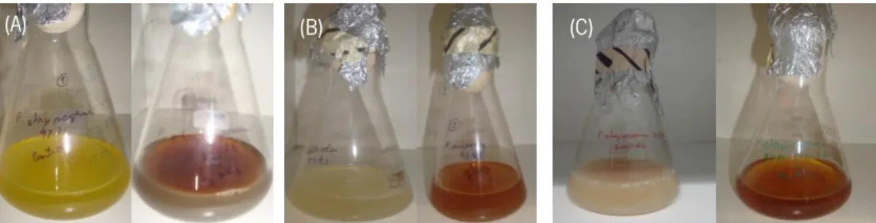 Figure 3 – Cellular filtrate of  Penicillium chrysogenum MUM  97.43 (A), MUM 92.11 (B) and MUM 03.18 (C), treated  with 1 mM of AgNO 3  after 96 h of incubation in the dark