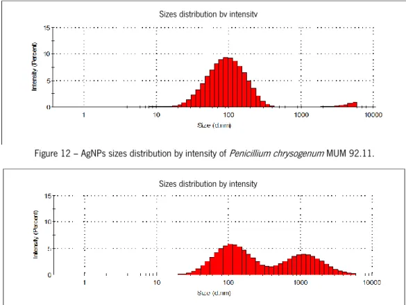 Figure 14 – AgNPs sizes distribution by intensity of  Penicillium chrysogenum  MUM 03.18