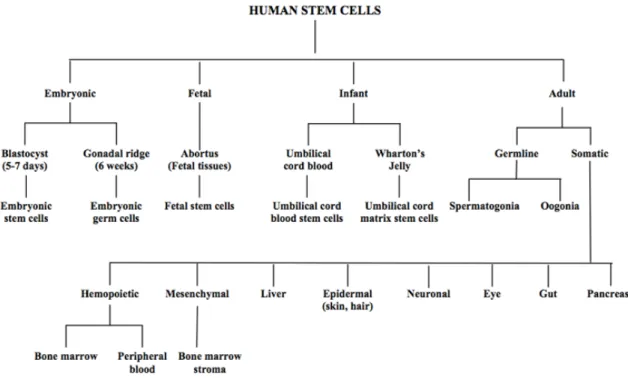 Figure I.2 graphically elucidates the classification of all types of human stem cells