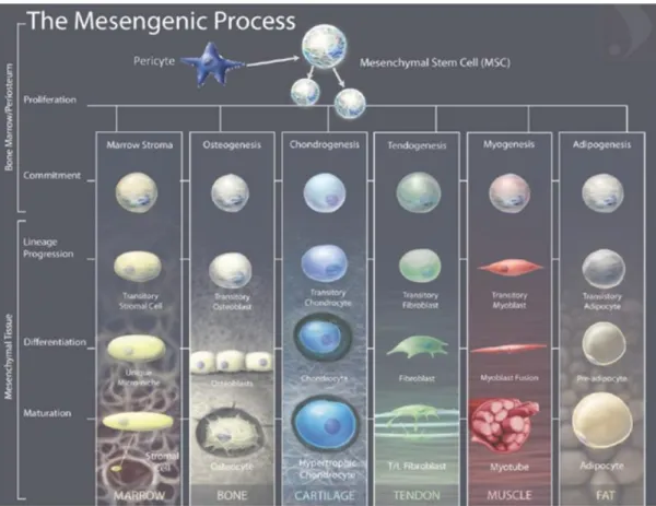 Figure I.3 – The mesengenic process: cellular transitions from MSC to differentiated cells, adapted  from [43]