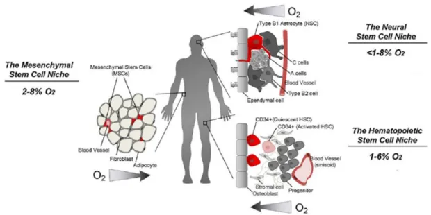 Figure I.4 – Stem cells niches and their oxygen tension levels, adapted from [46]. 