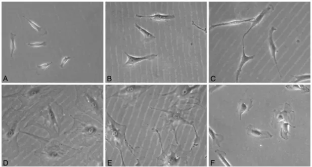 Figure I.5 - Morphologically distinct MSC in culture. A to C: Elongated spindle shaped cells