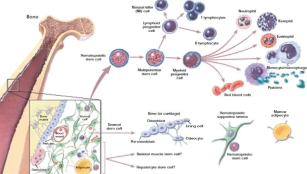 Figure I.6 – Bone marrow microenvironment harbouring both MSC and HSCs compartments, adapted  from [29]