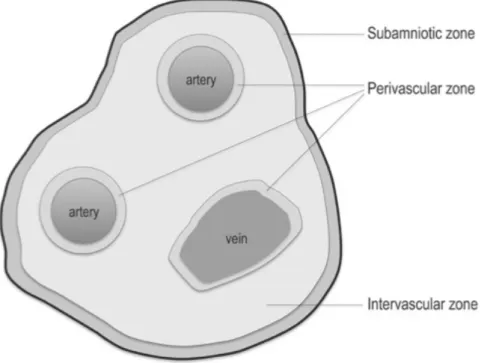 Figure 7 – Example of a cross section, adapted from [59]. 