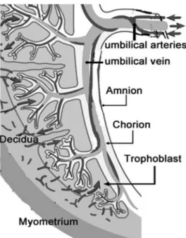 Figure I.8 – Schematic Structure of a Human Placenta, adapted from [63].