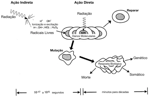 Figura 2.8: Resposta física e biológica à radiação ionizante [21].