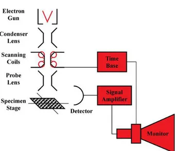 Figure 2.11. Comprising of a scanning electron microscope. Adapted from [28]. 