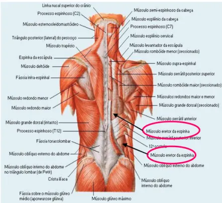 Figura 13 - Vista da camada superficial da musculatura do tronco. Referência aos músculos que compõem os  músculos  paravertebrais  lombares (adaptado de Netter, 2003)