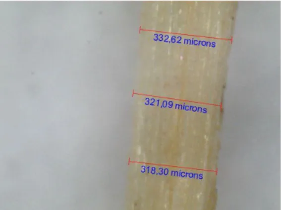 Tabela 7 – Valores médios do diâmetro das fibras de banana e de sisal  Fibra de Banana  Fibra de Sisal 