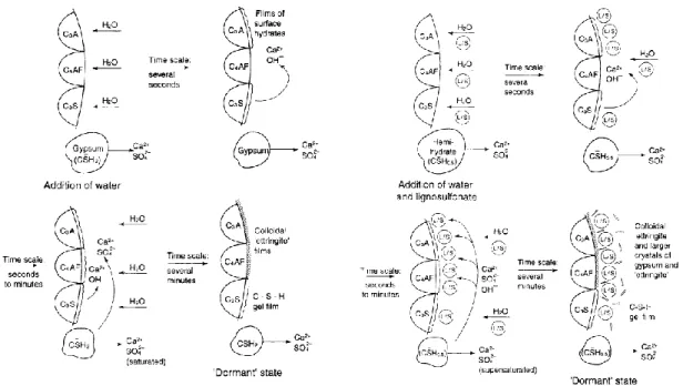 Figure 2.7 – Early hydration reactions of Portland cement: normal behavior with no admixture  present (a) and behavior in the presence of lignosulfate (L/S) (Edmeades, 1984) 